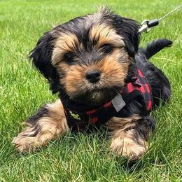 Morkie and Shorkie Puppies from Massachusetts Morkies