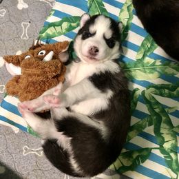 Maltese and Siberian Husky Puppies from Nyx’s Pack