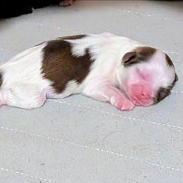 Boy 1 - Liver and white male Shih Tzu puppy in Orange Park, Florida from Sweetz Kennelz