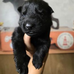 Titan - Green Collar Male - Black male German Shepherd puppy in Hawthorne, Florida from Lace's High Flying German Shepherds And Golden Retrievers