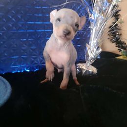 Zalman - Blue and tan American Hairless Terrier puppy in Missouri from Hearts AHT