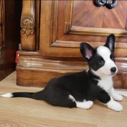 Mickey - Cardigan Welsh Corgi puppy in Myton, Utah from Cardigan Corgi Cuties 💓