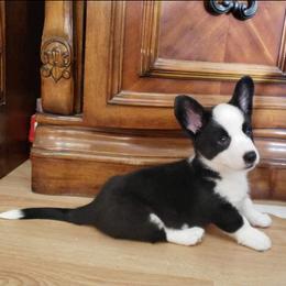 Mickey - Cardigan Welsh Corgi puppy in Myton, Utah from Cardigan Corgi Cuties 💓