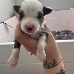Ozzy - Blue merle male Miniature Australian Shepherd puppy in Reno, Nevada from Battle Born Mini Aussies