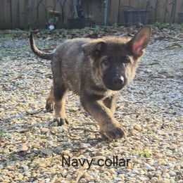 Nimue - Sable female German Shepherd puppy in Murray, Kentucky from Froschwald German Shepherds and Xanadu Teddy Roosevelt Terriers