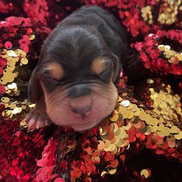 Boy 1 - Black tan and white male Basset Hound puppy in Woodruff, South Carolina from LONG EARS FARM AKC BASSET HOUNDS
