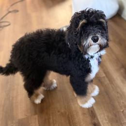 Mr Green - Tri-color male Bernedoodle puppy in Toledo, Ohio from Avery Doodle Day LLC