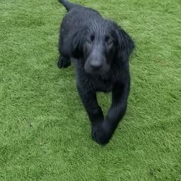 Flat-Coated Retriever Puppies from Dr. Patricia McClain