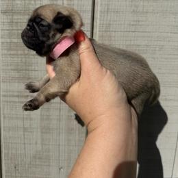 Brittany - Fawn female Pug puppy in Ludowici, Georgia from Royal Destiny Kennels