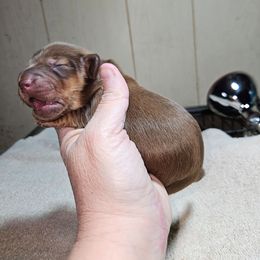 Girl 1 - Chocolate and tan female Dachshund puppy in Lansing, Michigan from Black Thunder 517 Cane Corso and Dachshunds