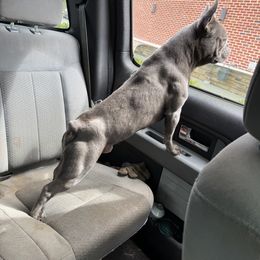 Dachshunds and French Bulldogs from Windsor Frenchie & Dachshunds