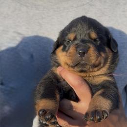 Black Collar (F) - Black and rust female Rottweiler puppy in San Antonio, Texas from VHWilliamsRottweilers