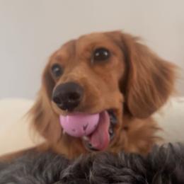 Archie - Dachshund