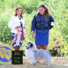 Shetland Sheepdog All Grown Up from Enlia Shelties