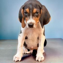 Red boy - Tri-colored male Treeing Walker Coonhound puppy in Lovelady, Texas from 3 Color Kennel
