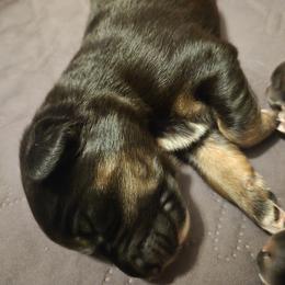 Rosamond  (Rosie) - Black tri-color female Australian Shepherd puppy in Bastrop, Texas from Triple J Aussie Ranch