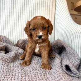 Clover - Red female Cavapoo puppy in Burlington, Iowa from Pleasant Home Puppies