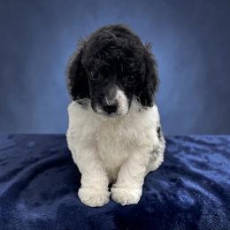 Mr. Wallen - Parti male Poodle puppy in Gainesville, Florida from Pet Inn Xxweetdoodles
