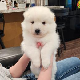 Scout - White and biscuit male Samoyed puppy in West Jordan, Utah from Rocky Mountain Samoyeds