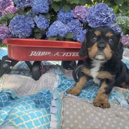 Cavalier King Charles Spaniel Puppies from The Heritage Garden