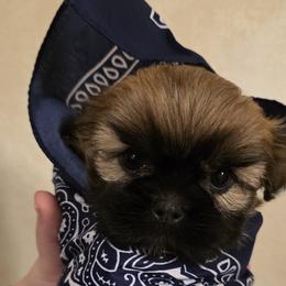 Pomeranians and Shih Tzus from Strictly Shih-Tzu
