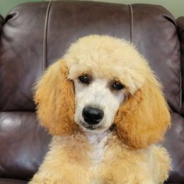 Buster - Cream Poodle puppy in Missouri from B&M Cottonwood Canines