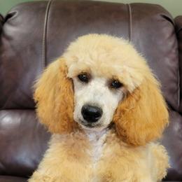 Buster - Cream Poodle puppy in Missouri from B&M Cottonwood Canines