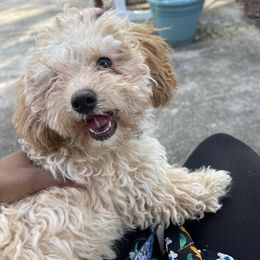 Poodle Puppies from Cindy's Poodles