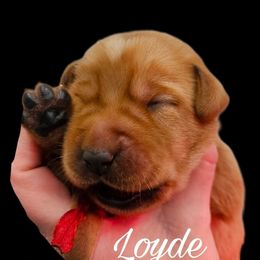Loyde - Yellow male Labrador Retriever puppy in Sidney, Nebraska from Nebraska Strong Labradors