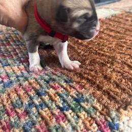 Girl 3 - Fawn female Anatolian Pyrenees puppy in Clifton, Illinois from Mcginnis Guardian Dogs