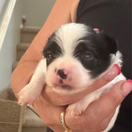 Levi - White and black male Papillon puppy in Surprise, Arizona from Papillons in Arizona