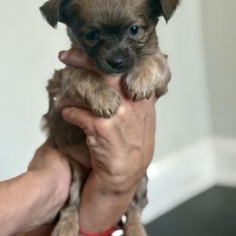 Miss Blue - Blue merle female Chihuahua puppy in Little Rock, Arkansas from Plum and Pom Kennel