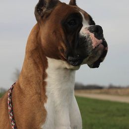Boxers from Cinnrhee Boxers