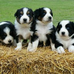 Australian Shepherds from Turvey Australian Shepherds