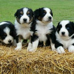 Australian Shepherds from Turvey Australian Shepherds