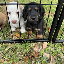 Chihuahua and Dachshund Puppies from Little Pawz, LLC