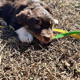 Rosalee(has tail) - Red tri-color female Australian Shepherd puppy in Butler, Georgia from Aussies at Howling Hill Farm