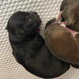 Orion - Black and white male Shichon puppy in Seymour, Tennessee from Mel’s Teddy Bear Puppies