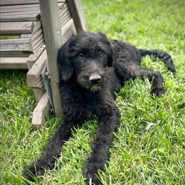 Elm - Black and white female Assorted Doodle Crosses puppy in Kansas City, Missouri from Beary GoldenDoodles