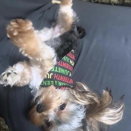 Shih Tzu, Yorkipoo, and Yorkshire Terrier All Grown Up from Noir Luxe Litters of NJ