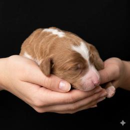 Colonel Brandon - Apricot male Goldendoodle puppy in Milton, Florida from Sutton Place Doodles