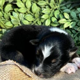 Clark - Black tri-color male Australian Shepherd puppy in Butler, Georgia from Aussies at Howling Hill Farm