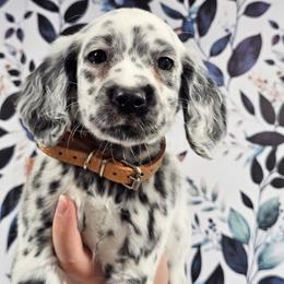 CD - White and black female Dalmatian puppy in Gray, Georgia from Fuller Spots