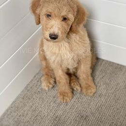 Goldendoodle Puppies from Ivie Mountain Doodles