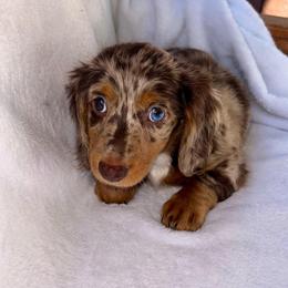 Lady's Dapple Female - Dapple female Dachshund puppy in Rattan, Oklahoma from Burgett’s Barnyard Dachshunds