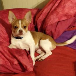 Chihuahua Puppies from B&D Chihuahuas