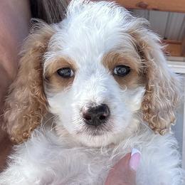 Sugar - Blenheim female Cavapoo puppy in Austin, Texas from Doodles of Central Texas
