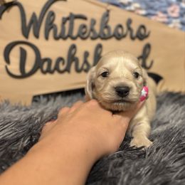 Wilson - Cream male Dachshund puppy in Whitesboro, Texas from Whitesboro Dachshund