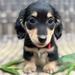 Spencer - Black and cream male Dachshund puppy in Madera, California from Winnie’s Doxies