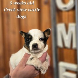 Girl 1 - Blue mottled female Australian Cattle Dog puppy in Monroe, North Carolina from Creek View Cattle Dogs